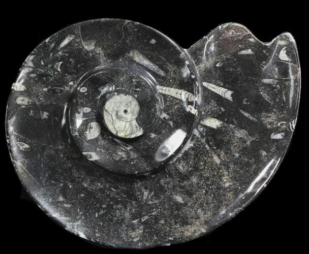 Ammonite Shaped With Orthoceras & Goniatite Fossils #39130